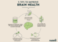 How To Optimise Brain Function And Health – Nuzest SG